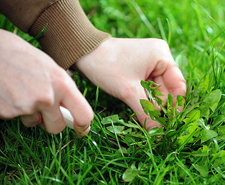 landscaping service weeding a yard